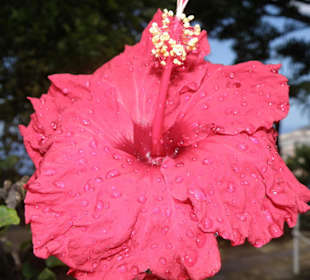Stolze Blüte