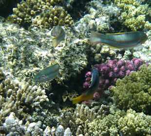 Korallen und Fische