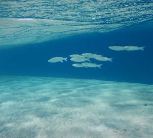 Schnorcheln Soma Bay