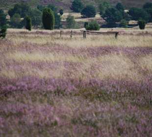 Lüneburger Heide
