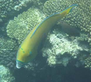 Immer was zu sehen unter Wasser