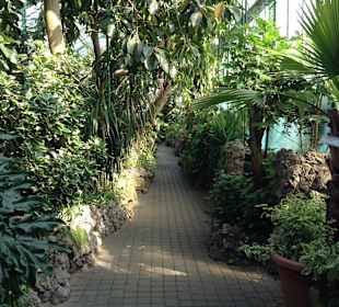 Palmiarnia Wałbrzych