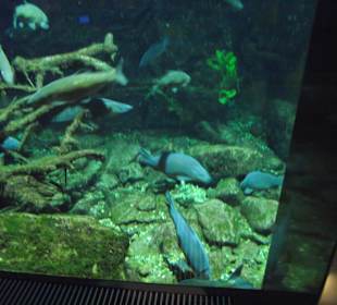 Einheimische Fischarten