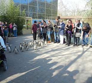 Pinguinparade