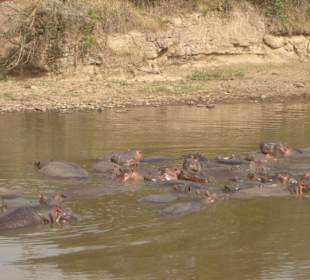 Nilpferde am Mara River