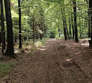 Schöner Waldweg