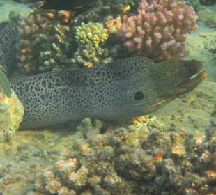 Schnorcheln beim Fort Arabesque