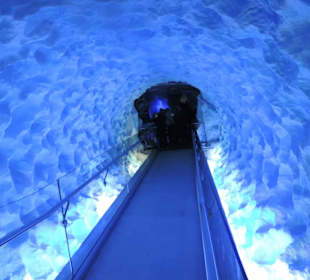 Weg zu den Pinguinen