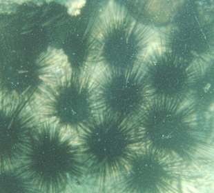 Underwater world of the hotel beach