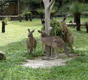 Känguru