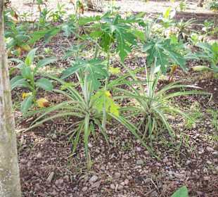 Truck Safari - Ananaspflanze