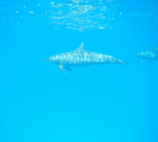 Delfinausflug