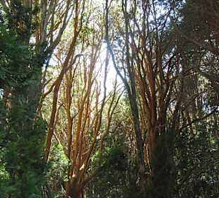Bosque de Arrayanes
