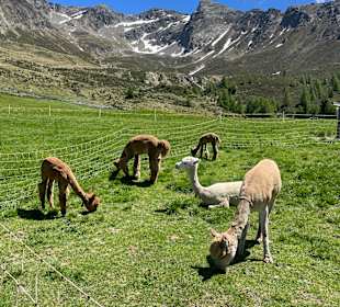 Almtiere: Alpakas