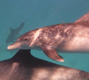 Delfine