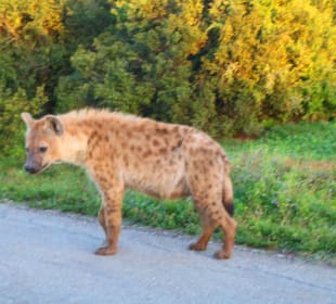 Tüpfelhyäne