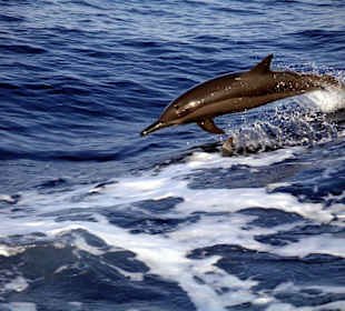 Tauchen mit Aquariusredsea