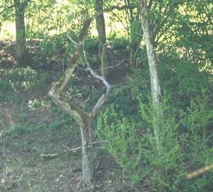 Premiumwanderweg Hochgehschätzt