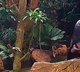Singapur Zoo