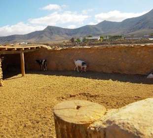 La Alcogida. Cabras majoreras