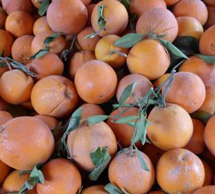 Großes Orangen-Angebot