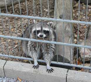 Tiere