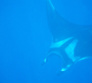 Ein Manta am Hausriff