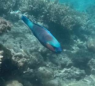 Schnorcheln Hurghada 