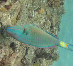 Begegnung unter Wasser Hurghada
