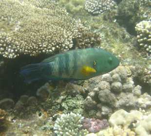 Besenschwanz - Lippfisch