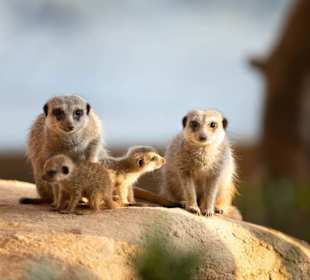 Erdmännchen-Familie im Walter Zoo