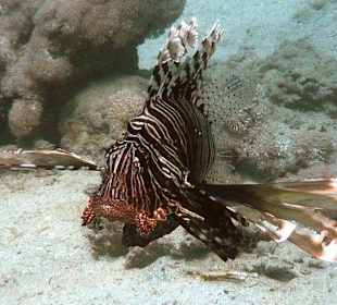Rotfeuerfisch