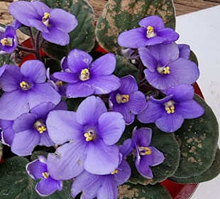 Prachtvolle Farbenzauber