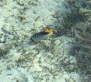 Schnorcheln Nabq Bay