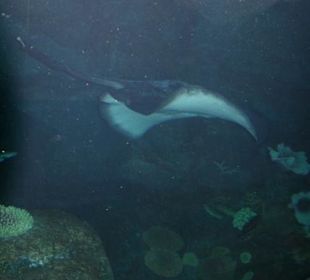 Dubai Aquarium & Underwater Zoo