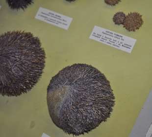 Národní muzeum