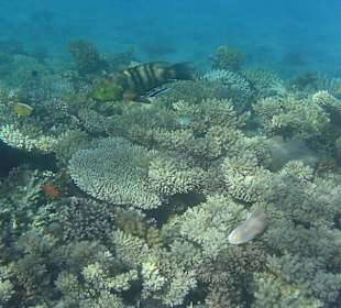 Schnorcheln am Hotelstrand