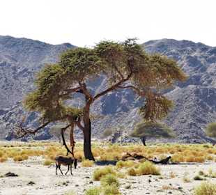 Morgenland-Wadi Abenteuer Safari Marsa Alam 