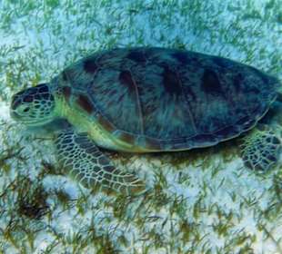 Schnorcheln Marsa Alam