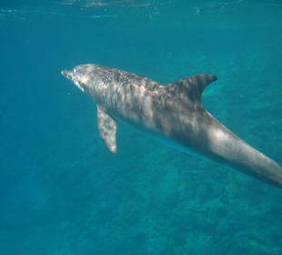 Die Freiheit die ich meine...