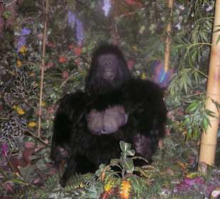 Im Rainforest Cafe