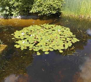 Parkanlage Planten un Blomen