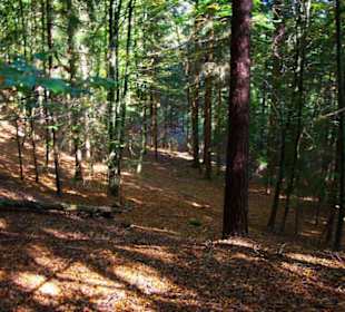 Wanderung zum Signalstein Fränk.Schweiz
