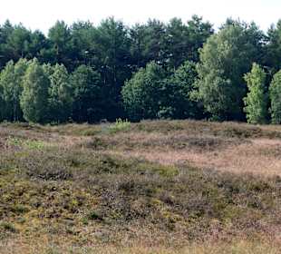 Impressionen vom Pestruper Gräberfeld