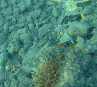 Der Clownfisch hatte grad noch Glück 