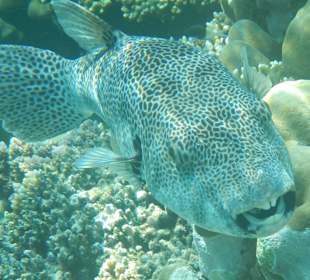 Großer Igelfisch am Südriff