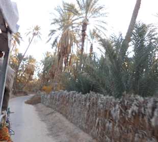 Palmenoase / Datteln in Tunesien