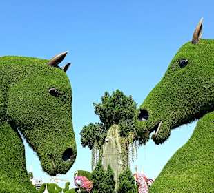 Miracle Garden