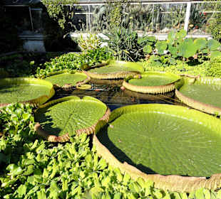 Botanischer Garten Erlangen