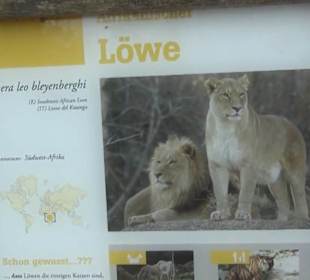 Südamerika Bereich - Löwen